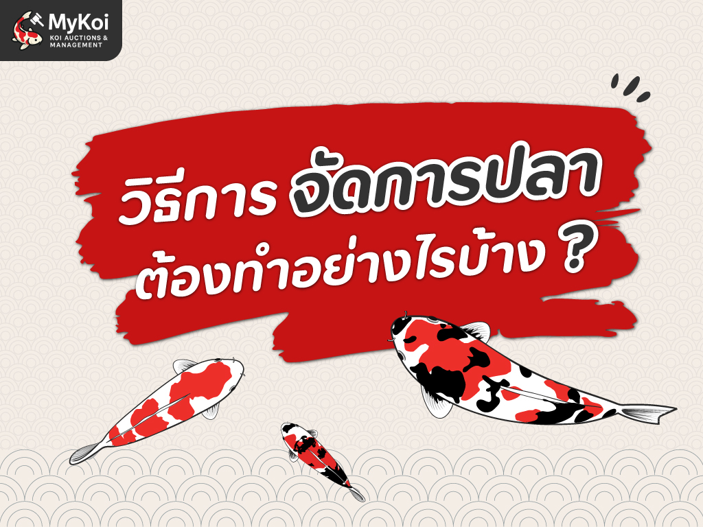วิธีการจัดการปลา ต้องทำอย่างไรบ้าง ?