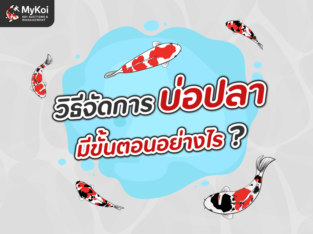 วิธีจัดการบ่อปลา มีขั้นตอนอย่างไร ?